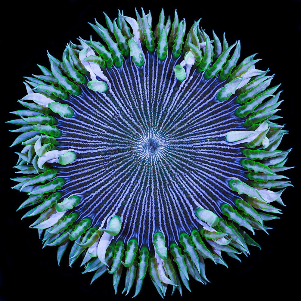 Pinterest • The world’s catalog of ideas