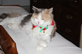 Missy