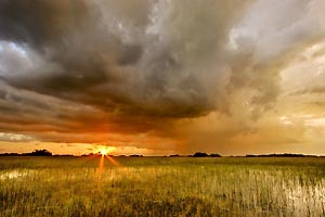 Experience the Everglades - Arts and Exhibitions, Miami International Airport