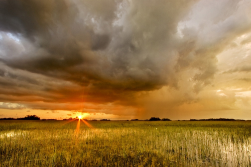 Experience the Everglades - Arts and Exhibitions, Miami International Airport