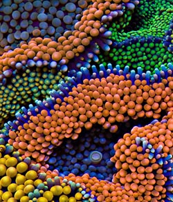 Knight Foundation Awards $150,000 Challenge Grant to Develop Innovative Multi-media Coral Reefs at Miami International Airport